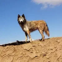سگ هاسکی چشم دورنگ