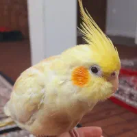 عروس هلندی گم شده