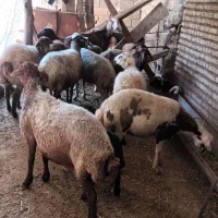 فروش گوسفند داشتی شیر کرده جوان|حیوانات مزرعه|رامیان, |دیوار