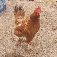 مرغ رسمی تخم گذار