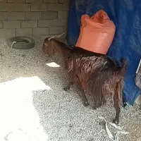 ۱راس بزوبزغاله قیمت۱۲میلیون۵۰۰|حیوانات مزرعه|آبدانان, |دیوار