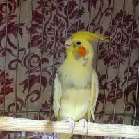 عروس هلندی ماده لوتینو دوکت مست بالغ