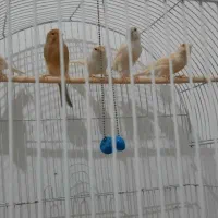 قناری|پرنده|رضویه, |دیوار