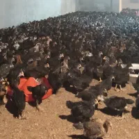 مرغ سی روزه جوجه بومی