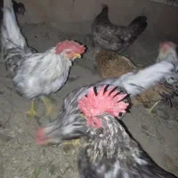 خروس گلین جوان