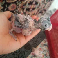 عروس هلندی