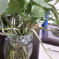 گل پتوس شاخه ای ۱۳ هزار|گل و گیاه طبیعی|سبزوار, زینبیه|دیوار