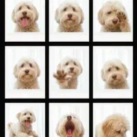 سگ‌ پاکوتاه|سگ|مشهد, سرافرازان|دیوار