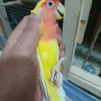 بندر ماهشهر جراحی چمران|پرنده|چمران, |دیوار