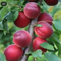 نهال شلیل وهلو|گل و گیاه طبیعی|مشگین شهر, |دیوار