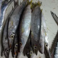 ماهی فروش|ماهی|بهبهان, |دیوار