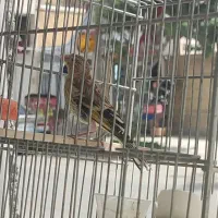 جوجه اول سهره قناری