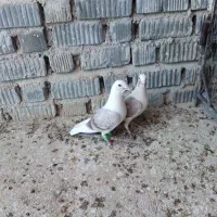 کفتر جفت نروماده دوکت|پرنده|شیراز, فرودگاه شهید دستغیب شیراز|دیوار