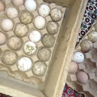 تخم نطفه دار بوقلمون