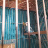 تبلت م ی خ ام پرنده دارن برا معاوضه