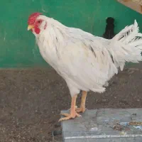 خروس گلین|حیوانات مزرعه|تهران, سهروردی|دیوار