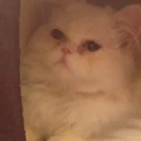 گربه پرشین نر شیش ماهه