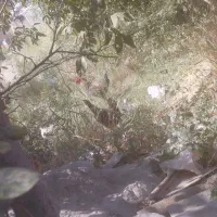 مرغ وخروس