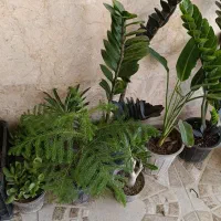 گل طبیعی|گل و گیاه طبیعی|بندرعباس, |دیوار