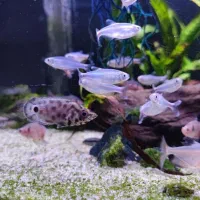 ماهی رنگی|ماهی|اهواز, پادادشهر|دیوار