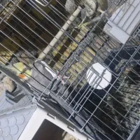 جفت عروس هلندی همراه سه تا جوجه