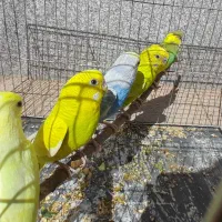 6 عدد مرغ عشق خوش رنگ