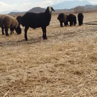 بره قوچی قارا چال