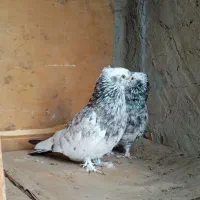 کبوتر ماده|پرنده|آق قلا, |دیوار