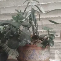 گلهای آپارتمانی زیبا بزرگ با گلدان