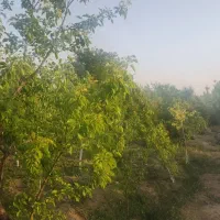باغچه|فروش زمین و ملک کلنگی|اسلامشهر, کاشانک|دیوار