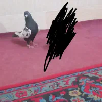 کبوتر