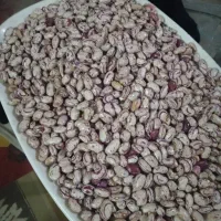 لوبیا چیتی بذری رقم غفاری