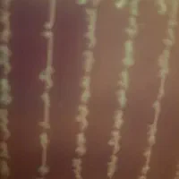 کارت حافظه پیدا شده