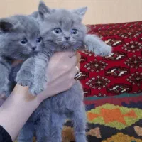 گربه اسکاتیش