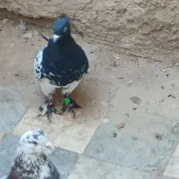 کل سیاه|پرنده|قم, شهر قائم|دیوار