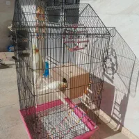 یه جفت عروس هلندی همراه قفس|پرنده|کبودرآهنگ, |دیوار