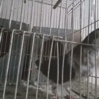 ساده|پرنده|فریمان, |دیوار