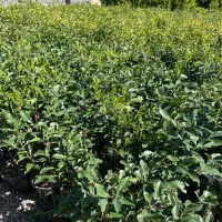 شمشاد سبز و طلایی سطل۳/۵ تنه دار