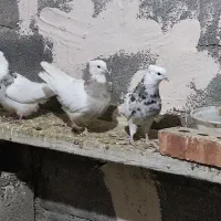 کبوتر|پرنده|زنجان, |دیوار