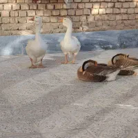 قوغاز