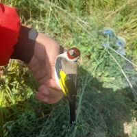 سهره های نرو قلمی ودرشت قواره دار