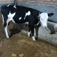 گوساله سیمینتال دامازلخ