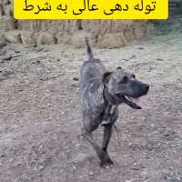 ماده سگ های خراسانی و سرابی اصیل|سگ|ورامین, ورامین|دیوار