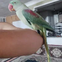 طوطی‌های خونگی دستی  مینا عروس کوتوله شاه