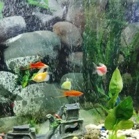 ماهی|ماهی|تهران, خلیج فارس|دیوار