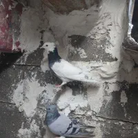 کبوتر طوقی دونه ای600|پرنده|بندر گناوه, |دیوار