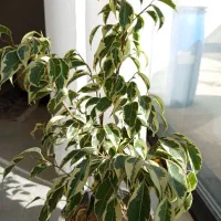 گیاه بنجامین ابلق|گل و گیاه طبیعی|شاهینشهر, شهرک هشت بهشت|دیوار