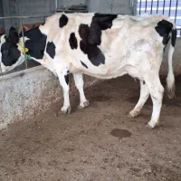 گاو شیری با گوساله