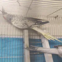 جفت عروس هلندی|پرنده|صوفیان, |دیوار