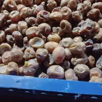 خرما|خوردنی و آشامیدنی|اهواز, زیتون کارگری|دیوار